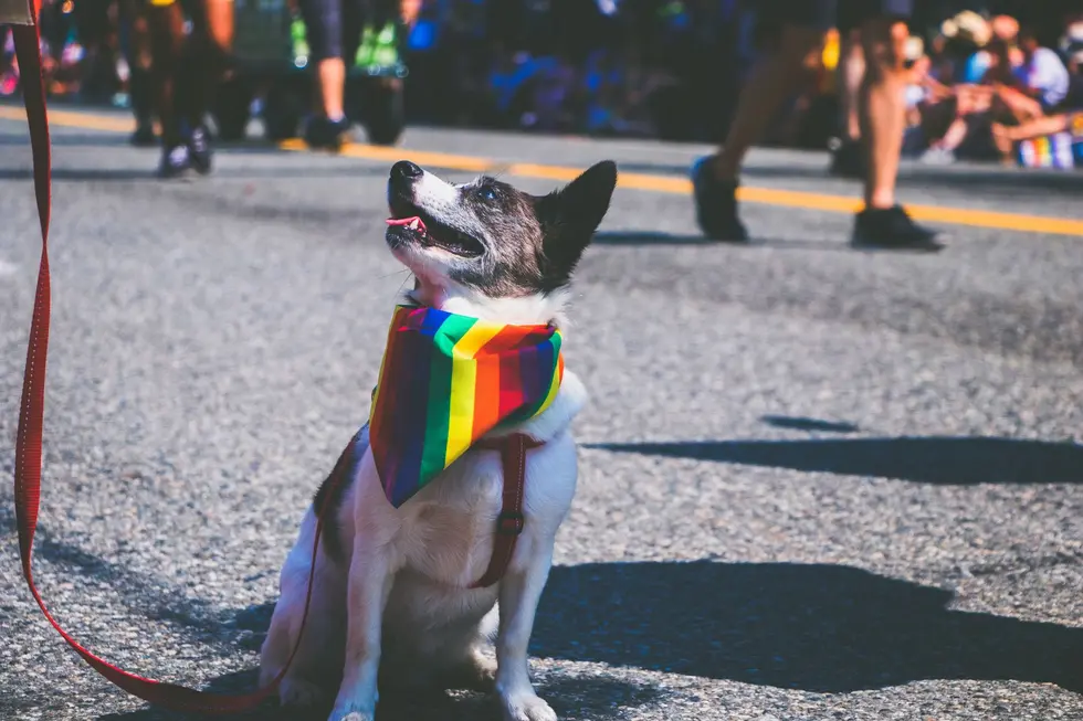 Grupo diverso aproveitando evento LGBT+ com folhetos de seguro