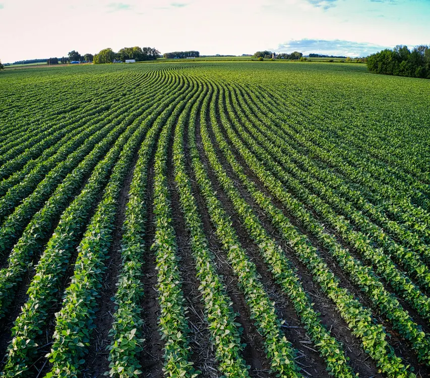 Fertilizante, Agronegócio e Sua Compra no Mercado: Onde Tudo se Conecta